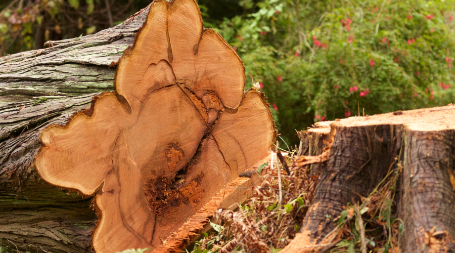 Tree Removal