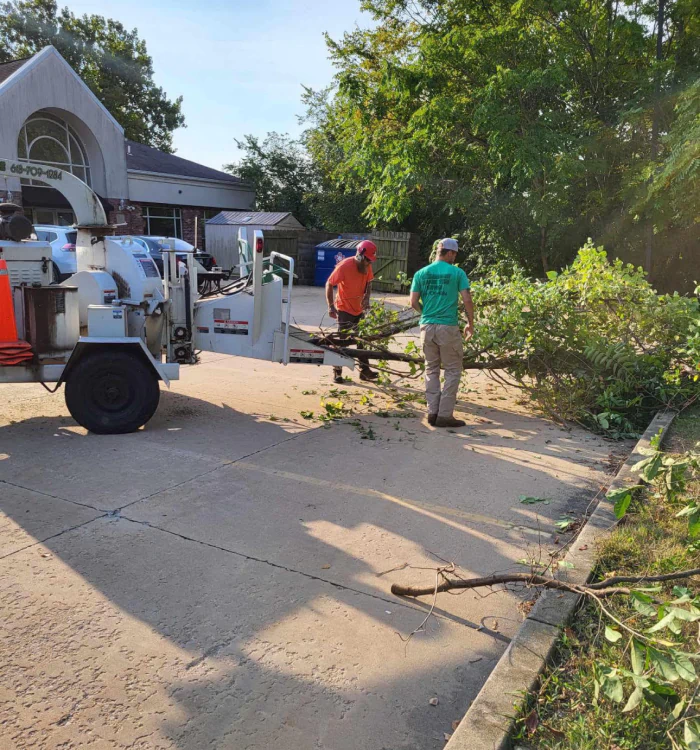 arborist doing a tree removal